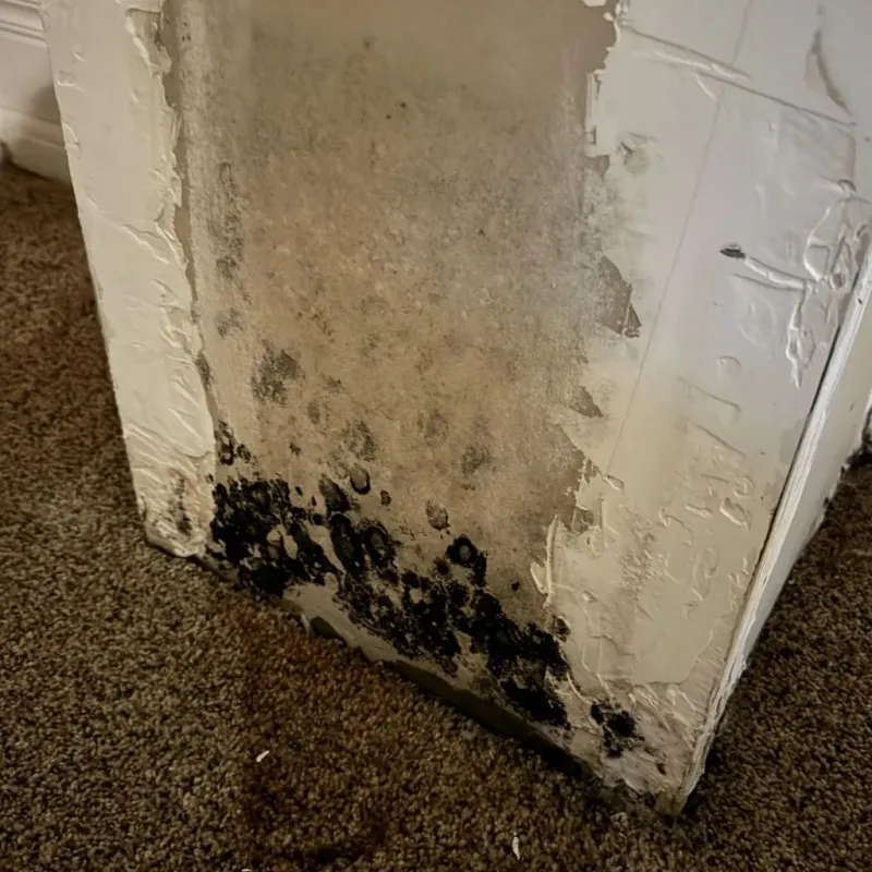 Professional Mold Removal in New Albany, OH
